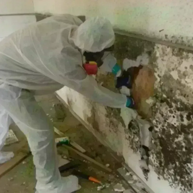 Mold Remediation and Removal in Little Falls, NY